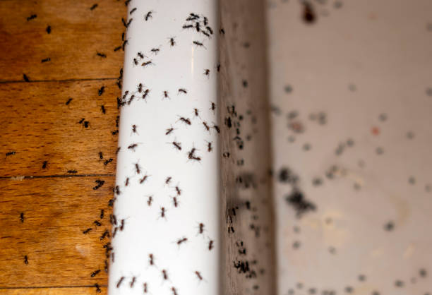 Reliable Mancelona, MI Pest Control Solutions
